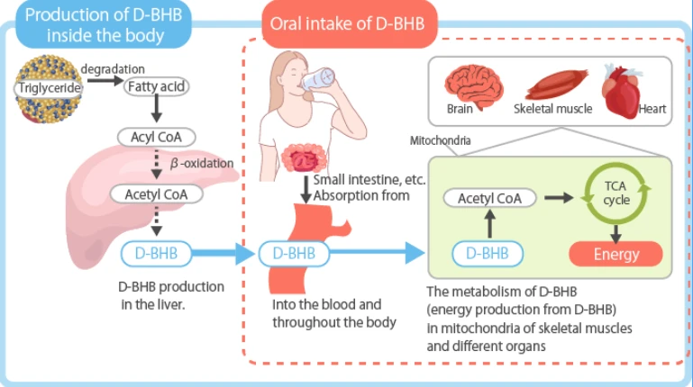 What Does Magnesium BHB Do For The Body? What Does Magnesium BHB Do For The Body?